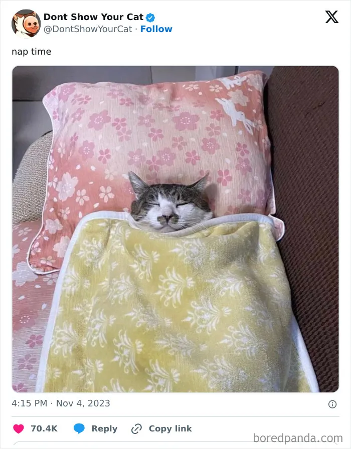 “Don’t Show Your Cat”: 40 Chucklesome Cat Pics And Memes Shared By This X Page
