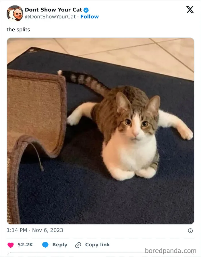 “Don’t Show Your Cat”: 40 Chucklesome Cat Pics And Memes Shared By This X Page