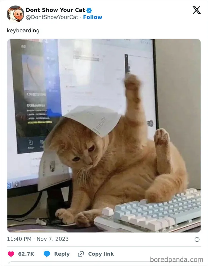 “Don’t Show Your Cat”: 40 Chucklesome Cat Pics And Memes Shared By This X Page