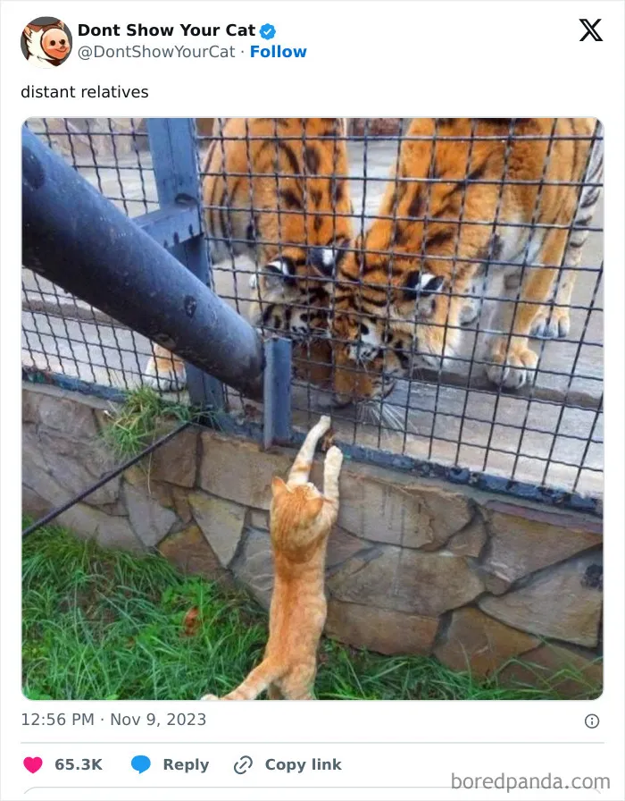 “Don’t Show Your Cat”: 40 Chucklesome Cat Pics And Memes Shared By This X Page