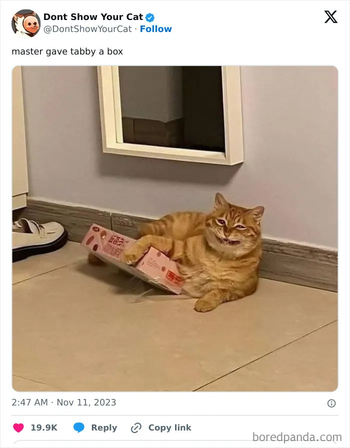 “Don’t Show Your Cat”: 40 Chucklesome Cat Pics And Memes Shared By This X Page
