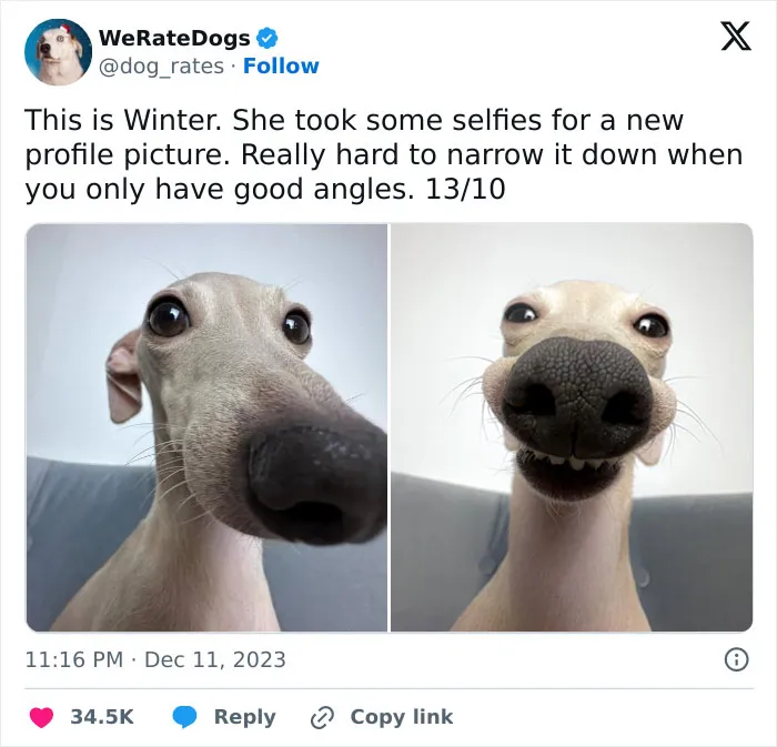 30 Cat And Dog Tweets That Really Could Put A Smile On Your Face, As Shared Online