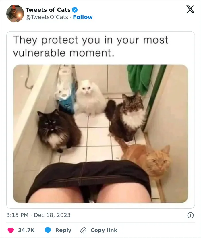 30 Cat And Dog Tweets That Really Could Put A Smile On Your Face, As Shared Online