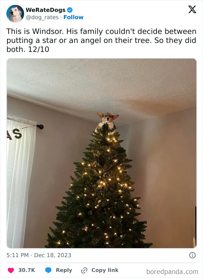 50 Hilariously Wholesome Dog Ratings To Brighten Up Your Day (New Pics)