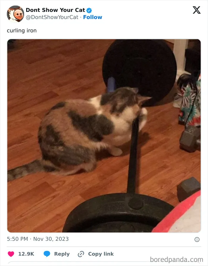 “Don’t Show Your Cat”: 40 Chucklesome Cat Pics And Memes Shared By This X Page