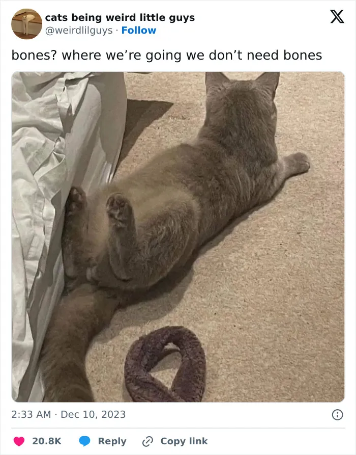 30 Cat And Dog Tweets That Really Could Put A Smile On Your Face, As Shared Online