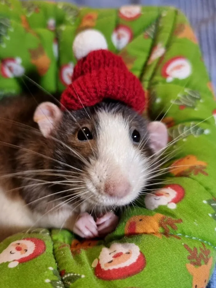My Beautiful Dumbo Rat Topher Enjoying Every Last Moment Of Our Last Christmas Together.  💞