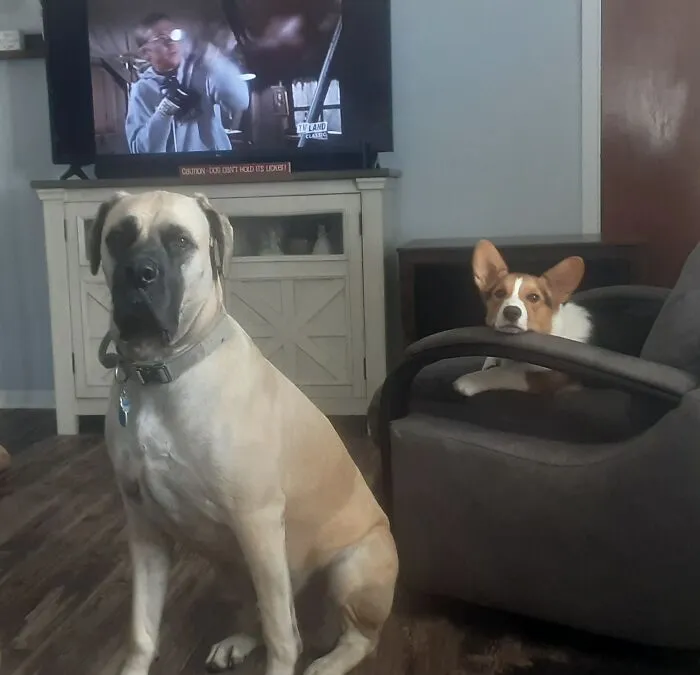 Visiting My Brothers Mastiff And Corgi. Wondering Who I Am