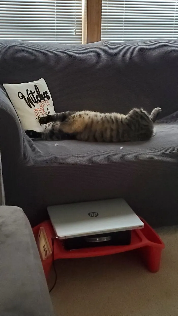 Big Fat Kitty