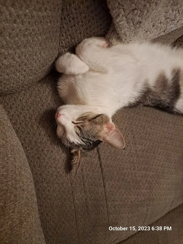 Miss Hilda Matilda Snoozing So Proper Like