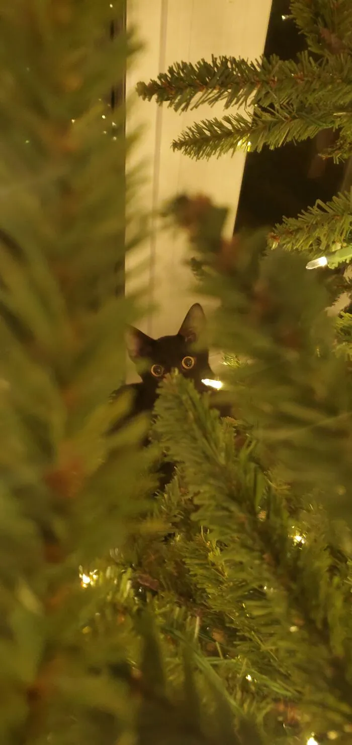 May Your Christmas Tree Survive Its Annual Battle With Your Cat