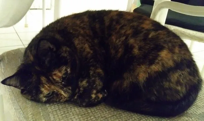 Lola, My Rescue Torture, Always Tucks Her Nose In Before Falling Asleep