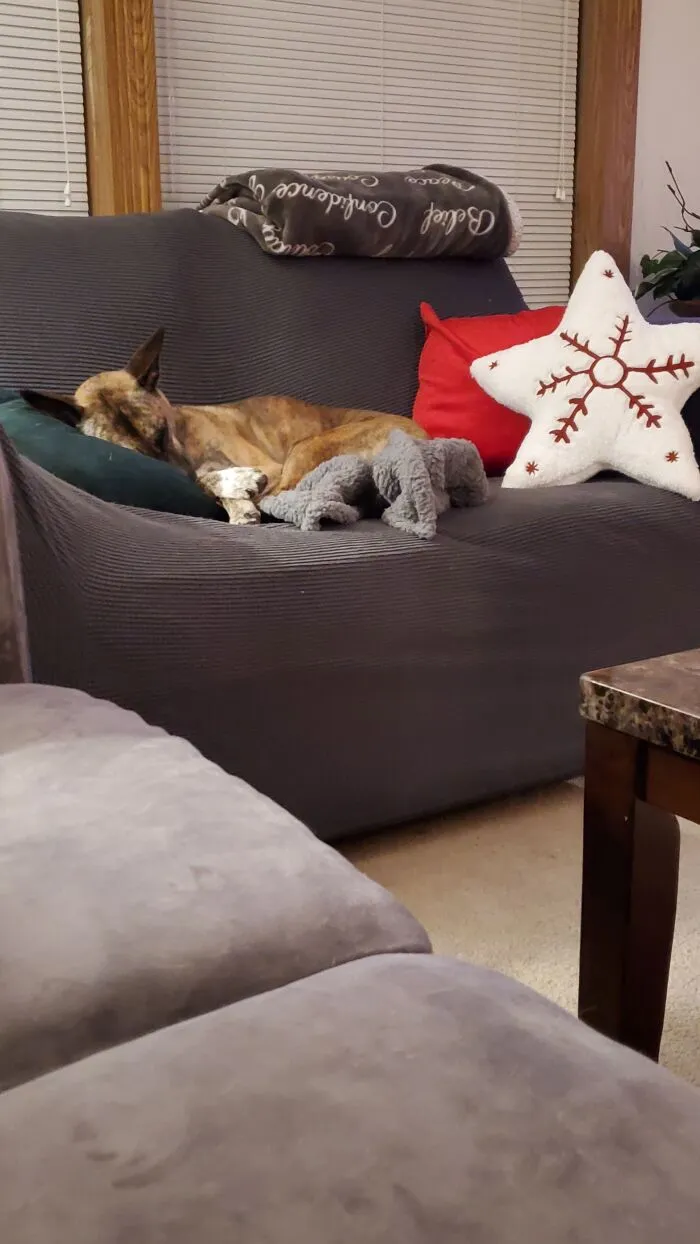 Napping Puppy