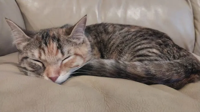 My Kitten Poppy