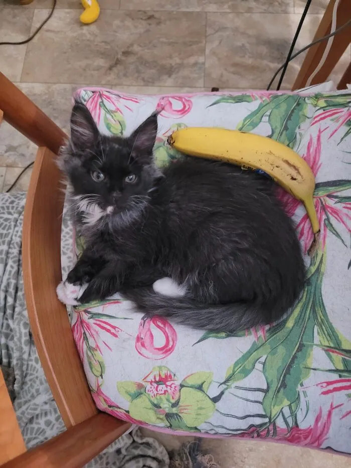 Our New Kitten,  With Banana For Scale