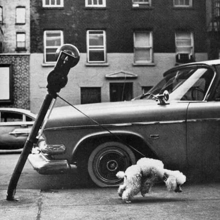This Instagram Account Continues To Share Highly Amusing Street Photos; Here Are Their 49 Newest Ones