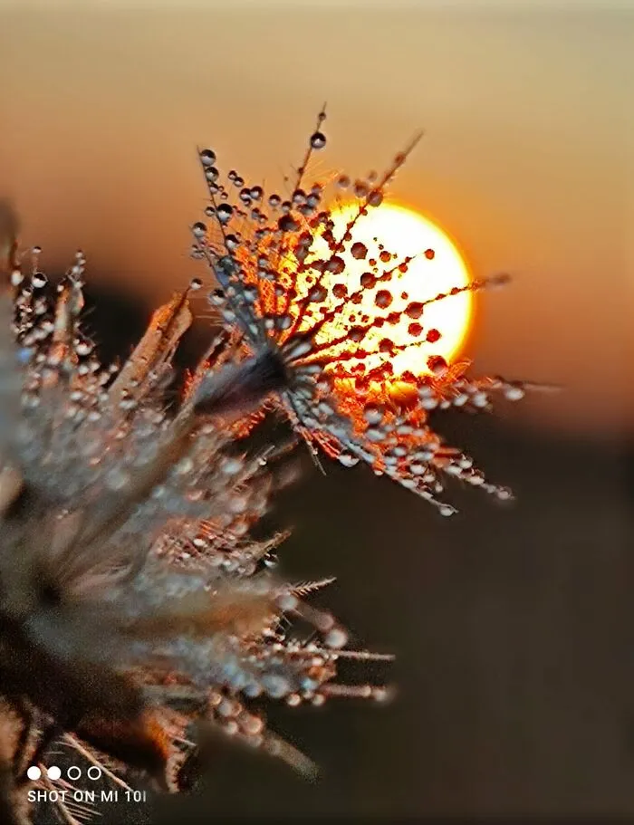 Sunset Stories: 17 Pics Of People's Silhouettes, Plants And Insects By This Photographer