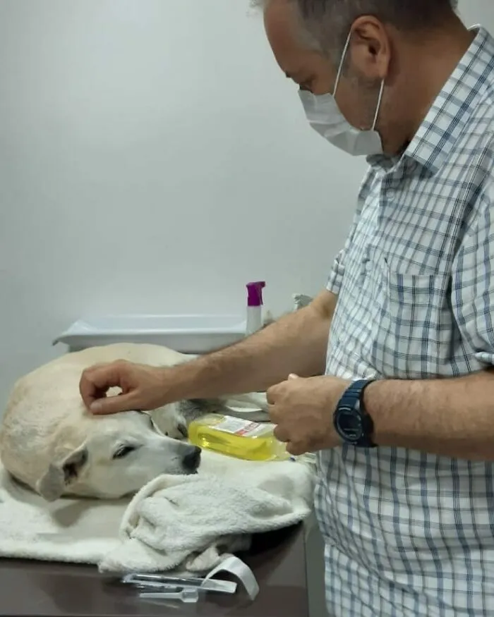 Loving Priest Turns Church Services Into Adoption Fairs For Stray Dogs (21 New Pics)