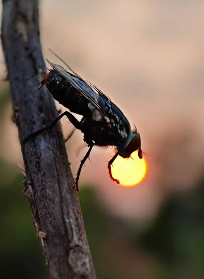 Sunset Stories: 17 Pics Of People's Silhouettes, Plants And Insects By This Photographer
