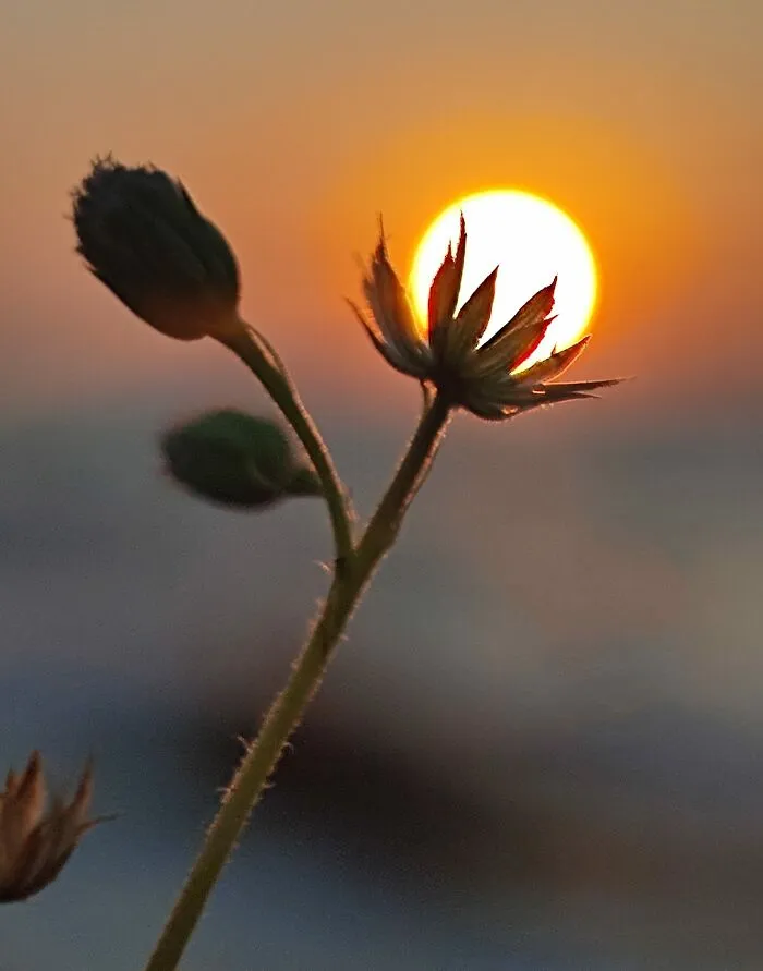 Sunset Stories: 17 Pics Of People's Silhouettes, Plants And Insects By This Photographer