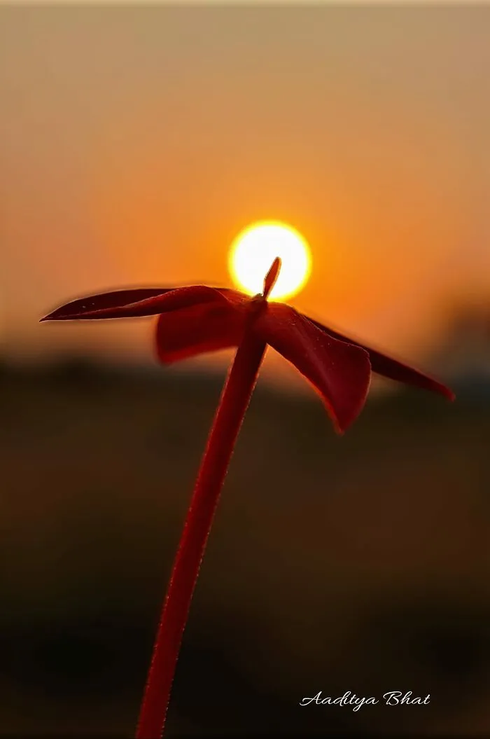 Sunset Stories: 17 Pics Of People's Silhouettes, Plants And Insects By This Photographer