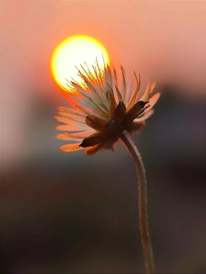 Sunset Stories: 17 Pics Of People's Silhouettes, Plants And Insects By This Photographer