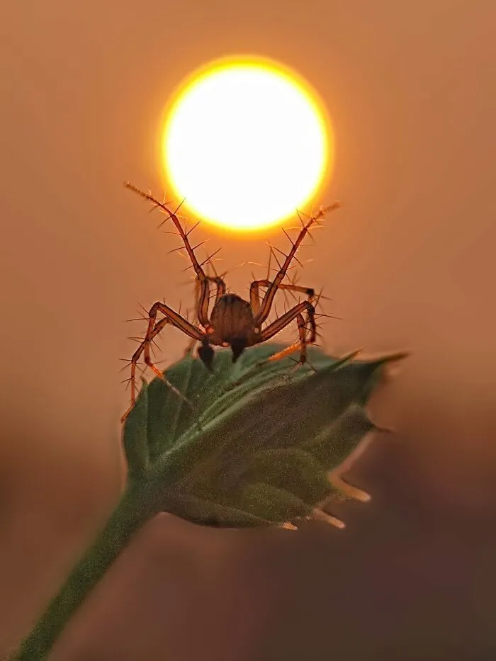 Sunset Stories: 17 Pics Of People's Silhouettes, Plants And Insects By This Photographer