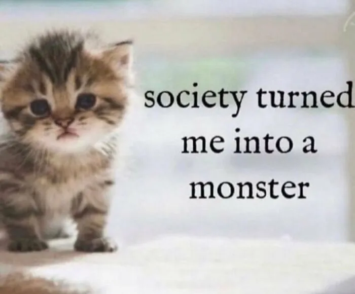 40 Of The Cutest And Most Chaotic Pics From This Twitter Account Dedicated To Cats (New Pics)
