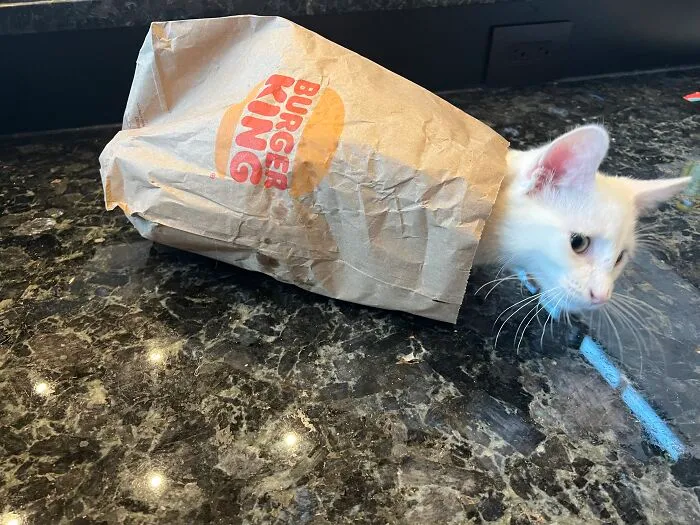 Best Fast Food  Ever! He Climbed In By Himself