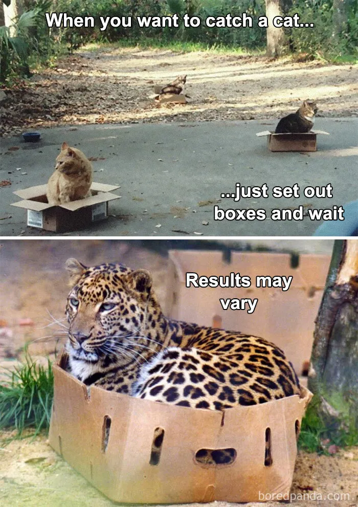 50 Funny And Relatable Cat Memes That Might Make You Want To Rescue A(nother) Cat