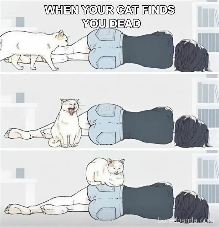 50 Funny And Relatable Cat Memes That Might Make You Want To Rescue A(nother) Cat