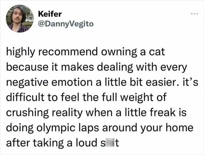 50 Funny And Relatable Cat Memes That Might Make You Want To Rescue A(nother) Cat