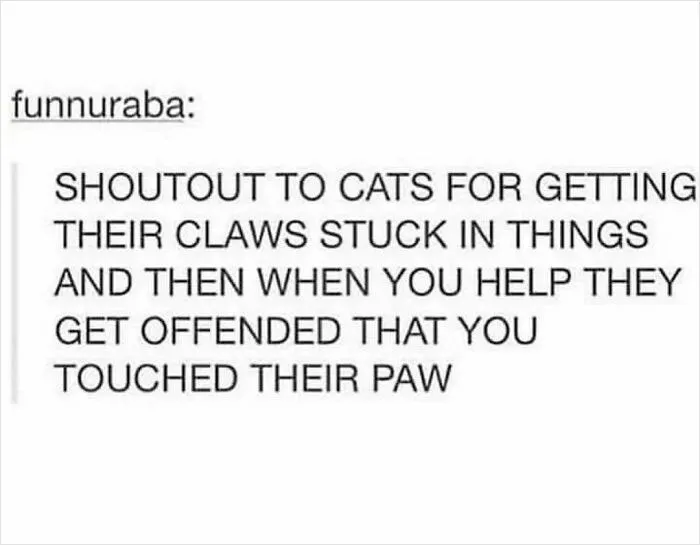 50 Funny And Relatable Cat Memes That Might Make You Want To Rescue A(nother) Cat