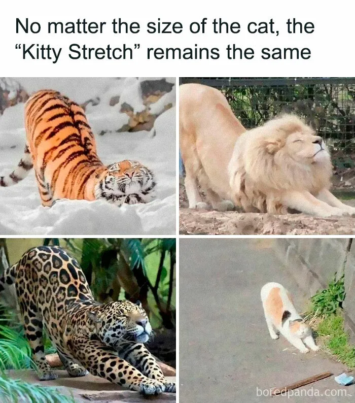 50 Funny And Relatable Cat Memes That Might Make You Want To Rescue A(nother) Cat