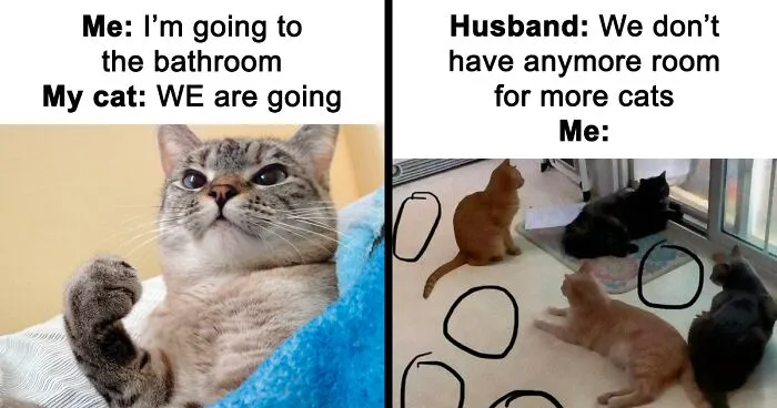 50 Funny And Relatable Cat Memes That Might Make You Want To Rescue A(nother) Cat