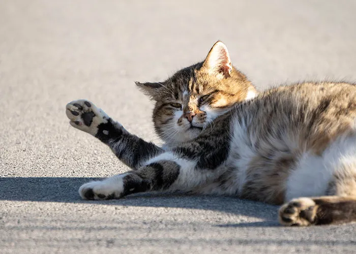 "People With Enormously Obese Pets": 35 Things People Can't Help But Judge Others For