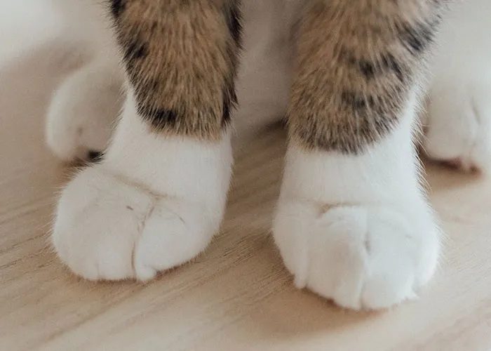 "People With Enormously Obese Pets": 35 Things People Can't Help But Judge Others For
