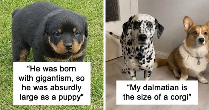 50 Of The Rarest Genetic Mutations Ever Spotted In Pets (New Pics)
