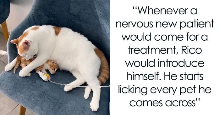 After Vet Rescued Rico As A Kitten, He’s Been Paying It Back By Taking Care Of Patients