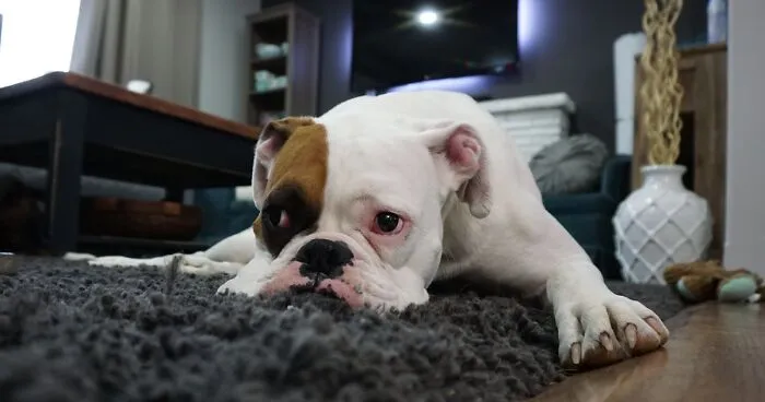 Understanding Dog Warts: Causes, Treatment & Veterinary Care