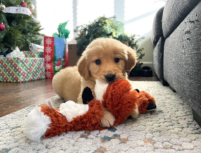 Un compañero de trabajo recibió un cachorro como regalo y no se lo puede quedar, así que me lo quedé yo. El primer perro de mi familia, mi esposa e hija están emocionadísimas