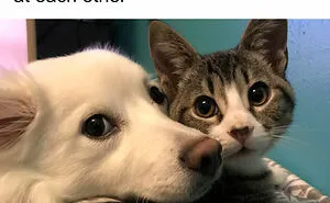 35 Wholesome Memes To Restore Your Faith In Humanity