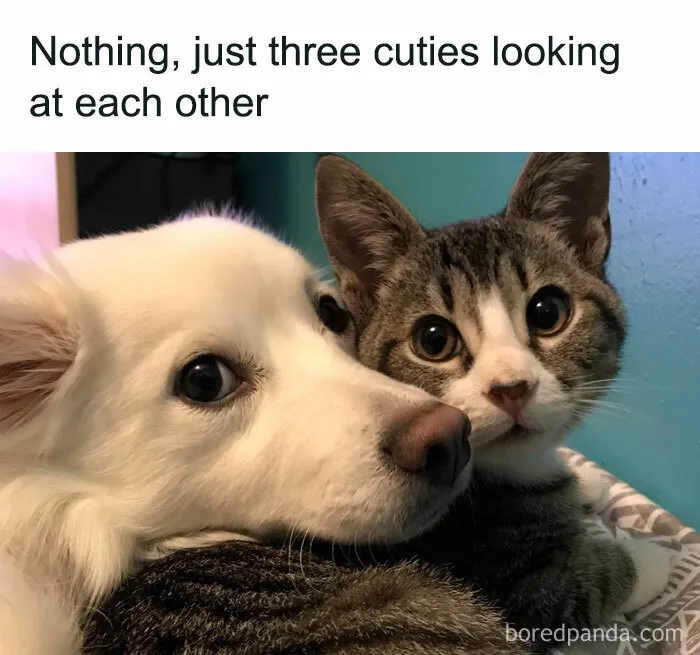 Wholesome-Funny-Memes
