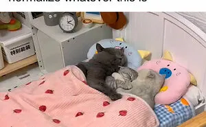 35 Wholesome Memes To Restore Your Faith In Humanity