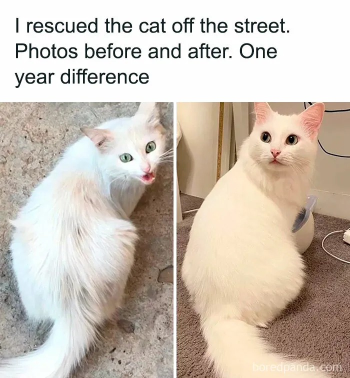 35 Wholesome Memes To Restore Your Faith In Humanity