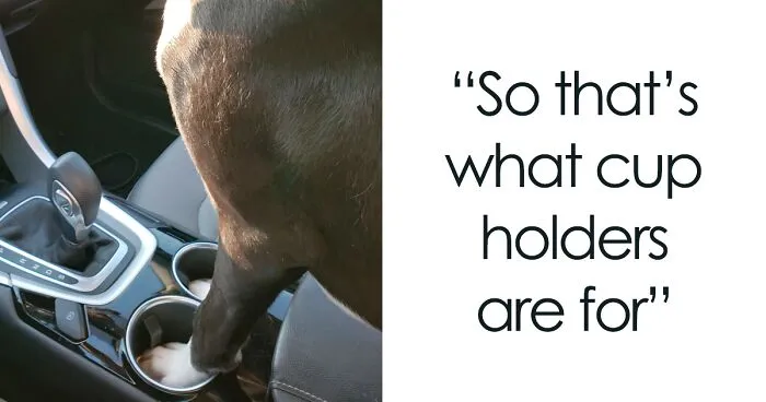 35 Wholesome Memes To Restore Your Faith In Humanity
