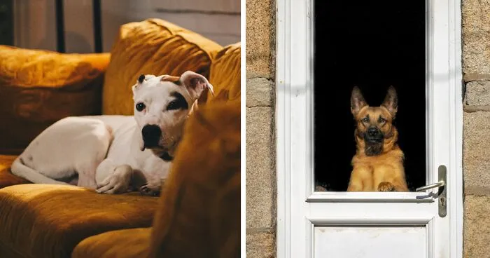 What Do Dogs Do All Day When They're Home Alone