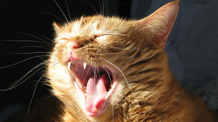 Whisky Is Ready For A Nap
