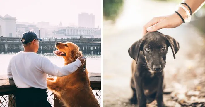 Unravelling the Canine Connection: Why Do We Love Dogs So Much?