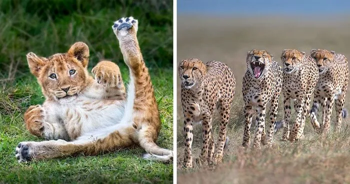 World’s Top Wildlife Photographers: Here Are The Best 49 Photos Of 2023